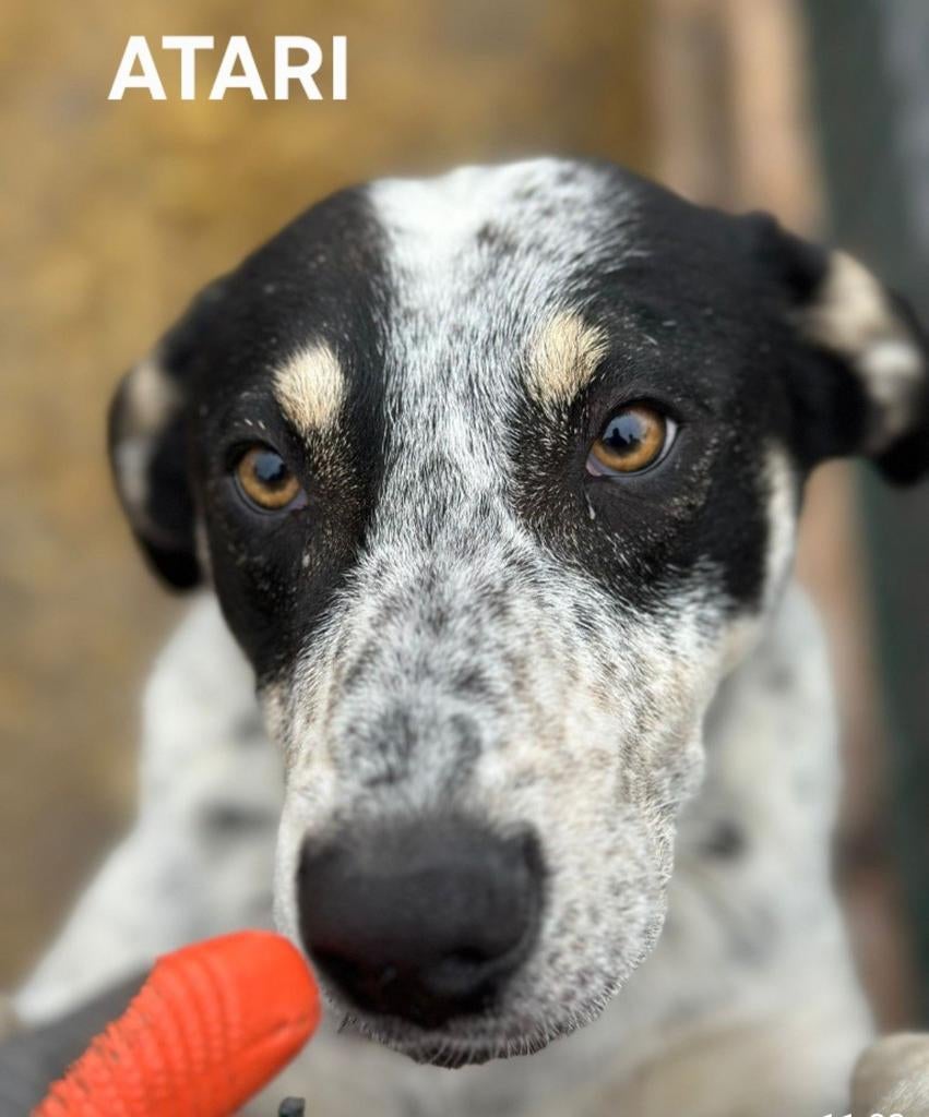 Atari zoekt baasje, Dieren en Toebehoren, Particulier, Reu, 1 tot 2 jaar, Buitenland