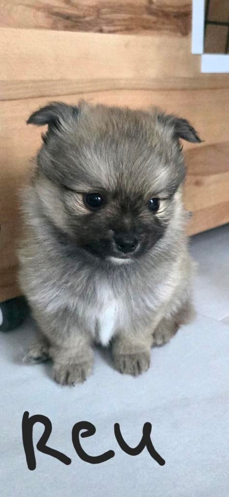 Pomeriaan pups te koop, Dieren en Toebehoren, Honden | Poolhonden, Keeshonden en Oertypen, Overige rassen, Meerdere, Meerdere dieren