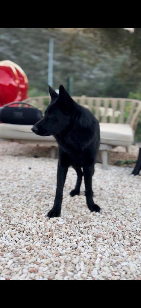 Twee zwarte duitse herder teefjes, Particulier, 1 tot 2 jaar, Buitenland, Teef