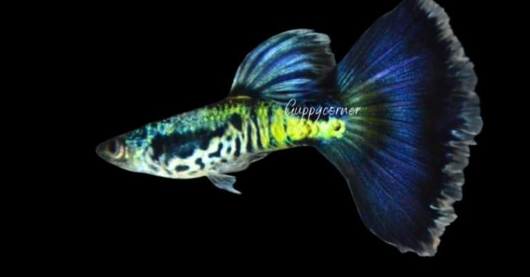 Galaxy blue tail guppen, Dieren en Toebehoren, Vissen | Aquaria en Toebehoren, Ophalen, Zo goed als nieuw