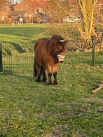 Twee super lieve 4 jarige Shetlandmerries met stamboek, 2 of 3 paarden of pony's