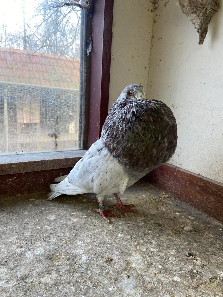 Gaditano, Dieren en Toebehoren, Vogels | Duiven, Mannelijk