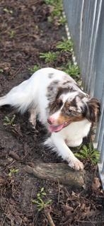 Te koop mooie Choco Merle kruising shelty x Pomeriaan, Dieren en Toebehoren, Parvo, Nederland, 1 tot 2 jaar, Teef