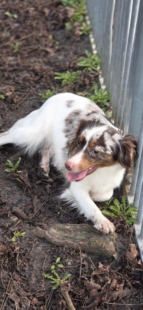 Te koop mooie Choco Merle kruising shelty x Pomeriaan, Dieren en Toebehoren, Honden | Niet-rashonden, Klein, Teef, Fokker | Professioneel