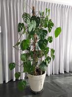 Monstera Deliciosa plant (gatenplant) in witte bloempot, Huis en Inrichting, Kamerplanten, Ophalen, Halfschaduw, In pot, 150 tot 200 cm