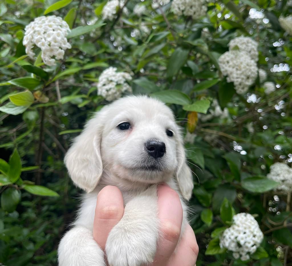 Mooie creme kleurige teckel pups, Parvo, Reu, 8 tot 15 weken, Dwerg