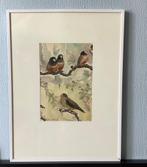 ORGINELE AQUAREL  "JAN V.HOOF".  VOGELS, Ophalen of Verzenden