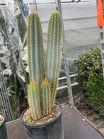 Cactus Pilocereus Azureus fraai blauw soort in de 25 cmpot, Ophalen of Verzenden, Minder dan 100 cm, Bloeiende kamerplant, Volle zon