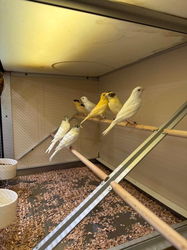 Te koop jonge kanaries 2026, Dieren en Toebehoren, Vogels | Kanaries, Kleurkanarie, Meerdere dieren