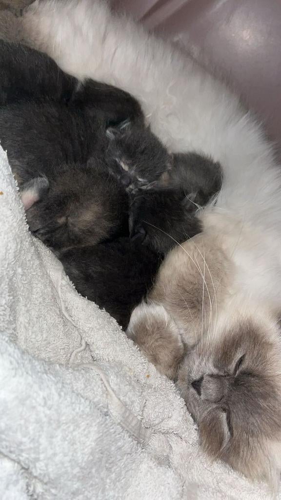Kruising Ragdoll, Meerdere dieren