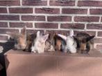 Lieve jonge konijntjes !, Dieren en Toebehoren, Konijnen, Meerdere dieren, Klein, 0 tot 2 jaar