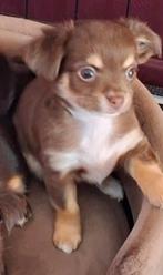 Te koop 2 lieve ondeugend chihuahua pups raszuiver 2 teefjes, Dieren en Toebehoren, Honden | Chihuahua's en Gezelschapshonden