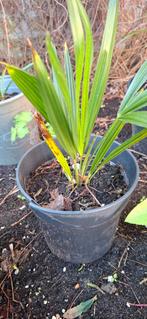 Jonge palmpjes Trachycarpus fortunei, Ophalen, Overige soorten, Volle zon