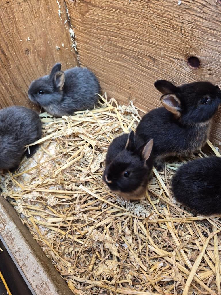 Konijntjes te koop, Meerdere dieren, Middelgroot