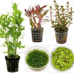 Aquarium planten pakket. Aquariumplanten garnalen, Dieren en Toebehoren, Vissen | Aquaria en Toebehoren, Ophalen of Verzenden