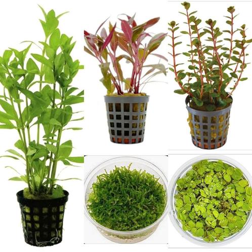 Aquarium planten pakket. Aquariumplanten garnalen, Dieren en Toebehoren, Vissen | Aquaria en Toebehoren, Nieuw, Plant(en), Steen of Hout