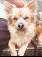 Chihuaha kruising vlinderhondje, Dieren en Toebehoren, Honden | Chihuahua's en Gezelschapshonden, Particulier, Rabiës (hondsdolheid)