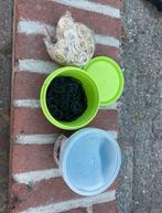 Paarden elastiekjes wit en zwart, Ophalen of Verzenden, Nieuw, Dressuur