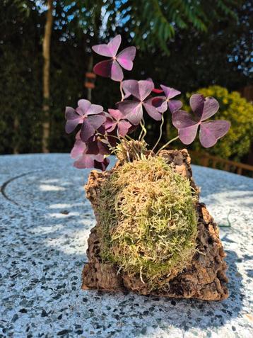 Oxalis (klaverzuring) op kurk staand beschikbaar voor biedingen
