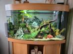 Juwel Vision 180 aquarium compleet + vissen en toebehoren, Dieren en Toebehoren, Vissen | Aquaria en Toebehoren, Ophalen, Gebruikt