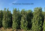 Laurier, Novita en Caucasica, Ophalen, Laurier, Haag, 100 tot 250 cm