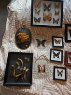Taxidermie Vlinders in Lijst, Ophalen, Zo goed als nieuw, Insect, Opgezet dier