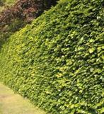 Beukenhaag, Tuin en Terras, Planten | Struiken en Hagen, Ophalen of Verzenden, Beukenhaag, 100 tot 250 cm