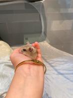 Chinese dwerghamster, Dieren en Toebehoren, Knaagdieren, Mannelijk, Hamster, Voor 1 juli 2024