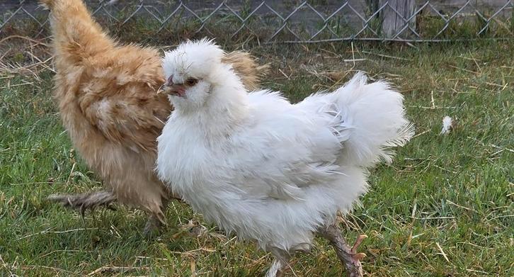 Zijdehoenders haantjes, Dieren en Toebehoren, Pluimvee, Kip, Mannelijk