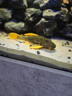Hypostomus Luteus phase 2, Dieren en Toebehoren, Vissen | Aquariumvissen, Vis, Zoetwatervis