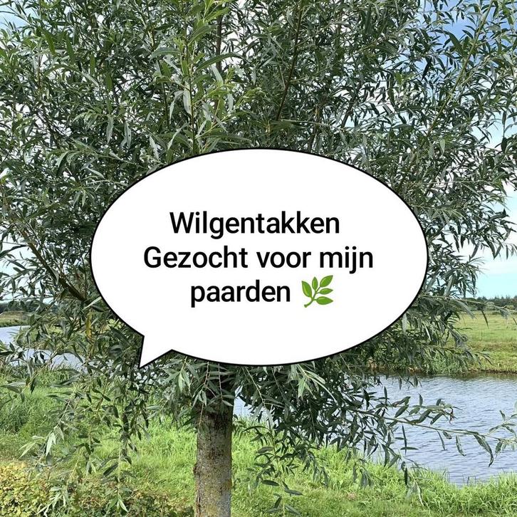Wilgentakken gezocht voor mijn paarden, Tuin en Terras, Planten | Bomen, Overige soorten, Volle zon, Zomer, Ophalen of Verzenden