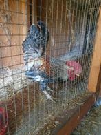 Mooie haan te koop, Dieren en Toebehoren, Pluimvee, Mannelijk, Kip