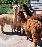 Alpaca merries, Vrouwelijk, Voor 1 juli 2024