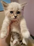 Siberische  Neva Masquerade kittens, Dieren en Toebehoren, Katten en Kittens | Raskatten | Langhaar, Meerdere dieren, Met stamboom
