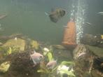 11Rouwtetras en 3diamantzalmen, Dieren en Toebehoren, Vissen | Aquariumvissen, Vis