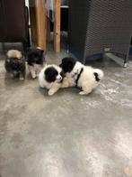 Pomeranian/dwergkees pups, Dieren en Toebehoren, Honden | Poolhonden, Keeshonden en Oertypen, Keeshond, 8 tot 15 weken, CDV (hondenziekte)