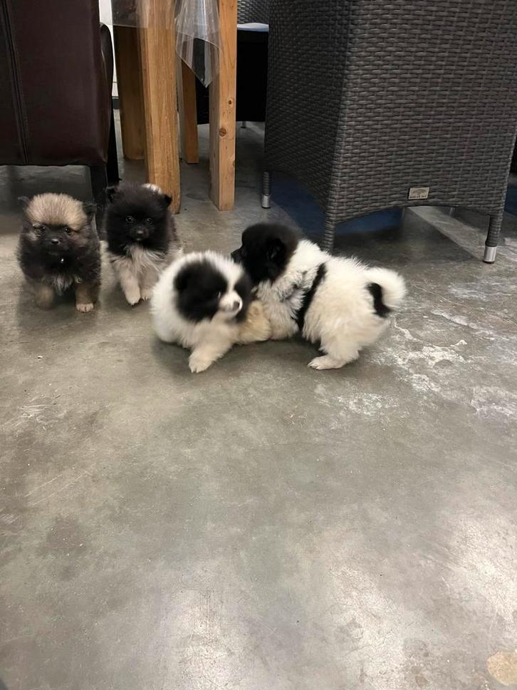 Pomeranian/dwergkees pups, Dieren en Toebehoren, Honden | Poolhonden, Keeshonden en Oertypen, Meerdere dieren, Keeshond, Fokker | Hobbymatig