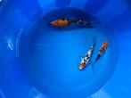 Sanke showa koi’s, Dieren en Toebehoren, Vissen | Vijvervissen, Karper of Koi