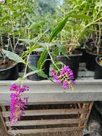 Vlinderstruik Buddjela butterfly candy little purple, Ophalen of Verzenden, Zomer, Overige soorten, Volle zon