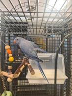 Jonge tamme halsbandparkieten, zowel mannen als poppen, Dieren en Toebehoren, Vogels | Parkieten en Papegaaien, Meerdere dieren