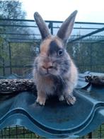 Prachtig lief dwergkonijn ventje japanner 12 weekjes jong!, Mannelijk, Dwerg, 0 tot 2 jaar