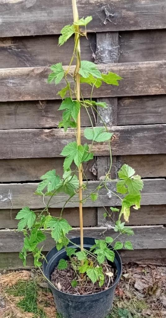 Hop (humulus lupulus)., Tuin en Terras, Planten | Tuinplanten, Vaste plant, Klimplanten, Volle zon, Zomer, Ophalen of Verzenden