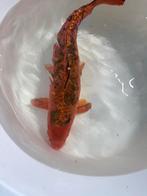 Mooie koi, Hagedis, 0 tot 2 jaar