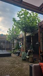 ( lei) Plataan Gratis!, Tuin en Terras, Planten | Bomen, Ophalen, Volle zon, Overige soorten