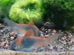 Hobbyaquarium Corydoras Orange Venezuela Zondag 12/17uur, Vis, Zoetwatervis, Schoolvis