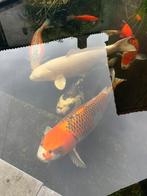 Japanse Koi te koop 4 stuks 50-70cm, Karper of Koi