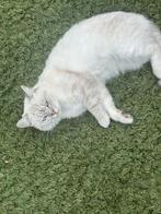 Britsekorthaar Katertje van 1 jaar oud Mooi witte kleur, Kater, Kortharig, 0 tot 2 jaar
