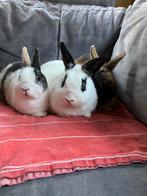 Drie lieve schattige prachtige konijnen, Dieren en Toebehoren, Knaagdieren en Konijnen | Toebehoren, Ophalen of Verzenden, Overige typen
