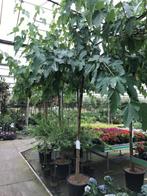 dakboom div soorten  in pot stam hoog 220-240 cm hoog, Huis en Inrichting, In pot, Ophalen