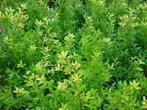 Ilex maximowicziana kanehirae Japanse hulst Haag wintergroen, Tuin en Terras, Planten | Tuinplanten, Overige soorten, Vaste plant